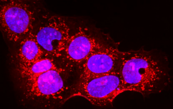 Placental cells