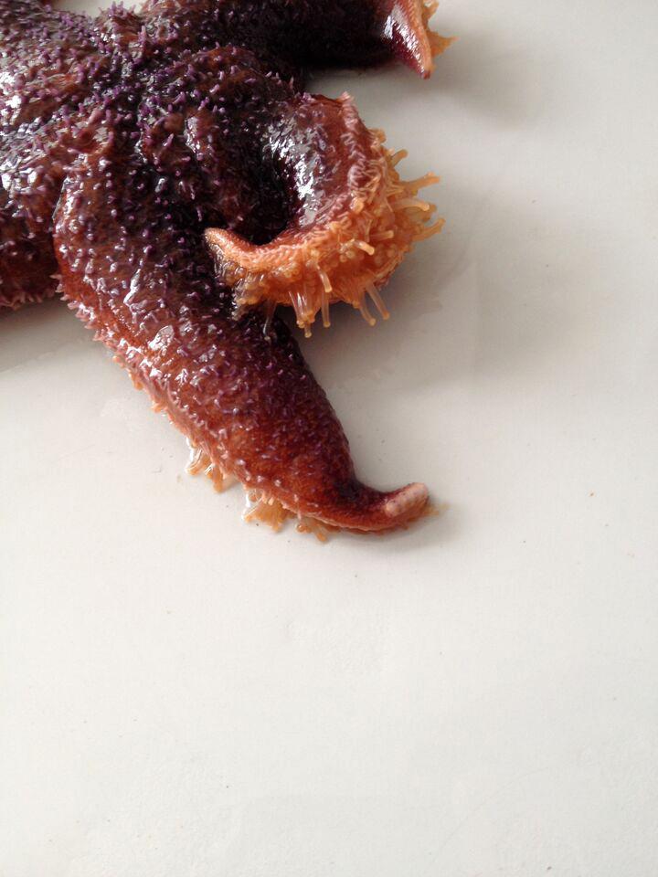 Starfish (1 of 3)