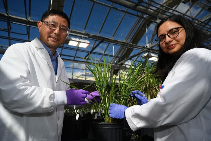 scientists with rice plants