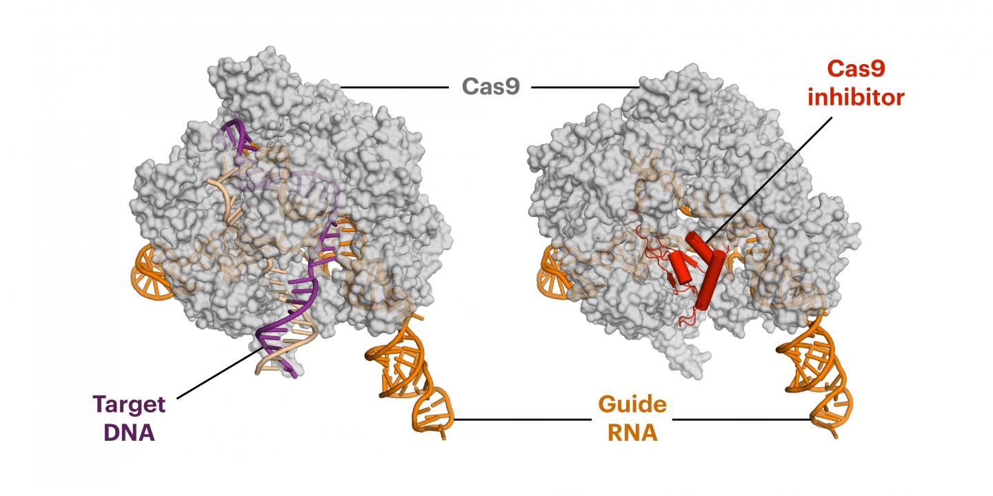 Anti-CRIPSR Protein Reduces Off-Target Cutting During Genome Editing (2 of 2)