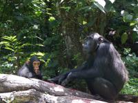 Female Chimpanzee with Young