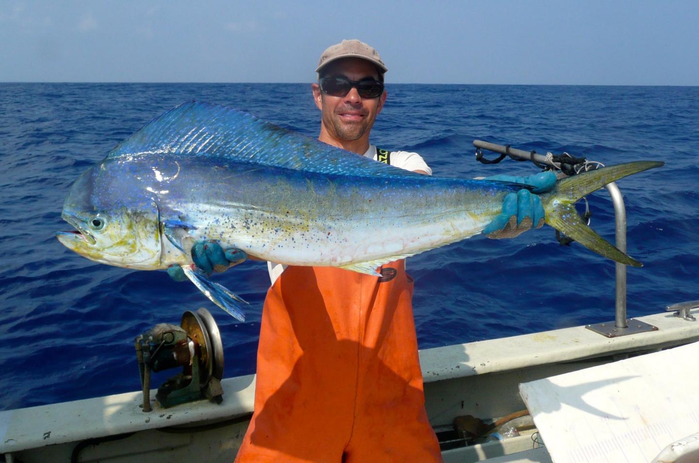 Dolphinfish