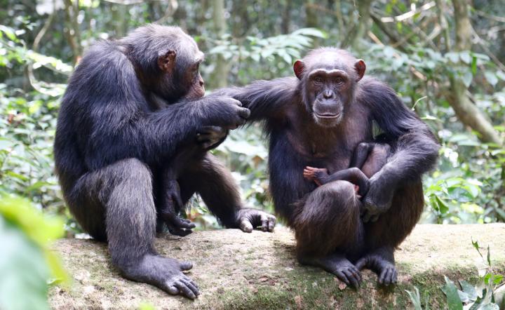 Chimpanees in the Ivory Coast's Taï National Park