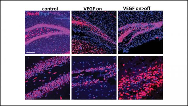 A New Role for Neurogenesis