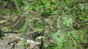 Hungry caterpillars 2