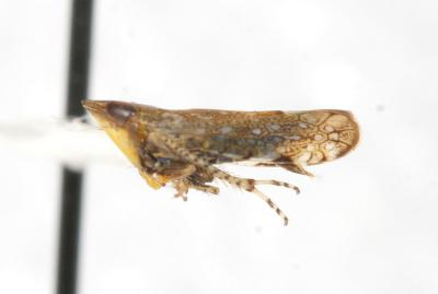 <I>Scaphytopius acutus</I>