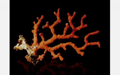 <i>Corallium rubrum</i>