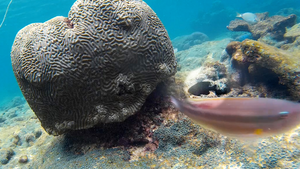 A damselfish disrupts a cleaning interaction and chases the client away