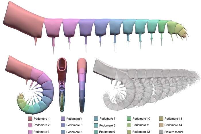 Kinematic models of Anomalocaris canadensis