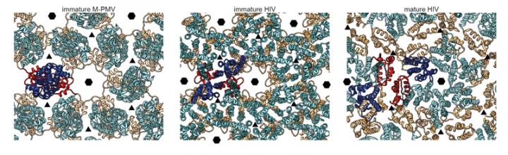 Surprises in HIV Structure