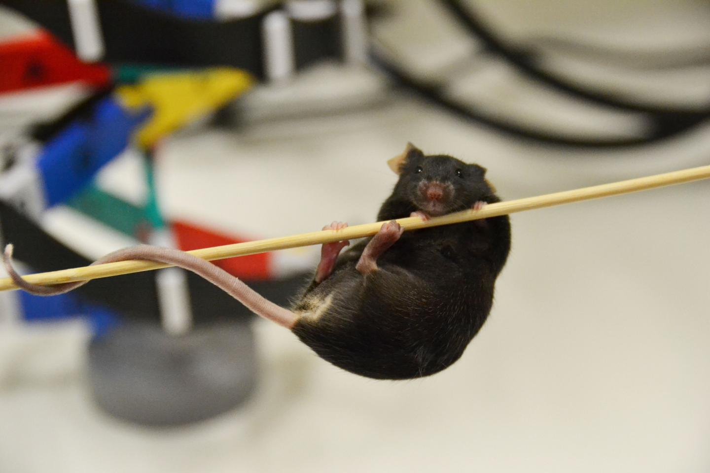 Male (XY) Mouse with Ovaries and Female Genitalia