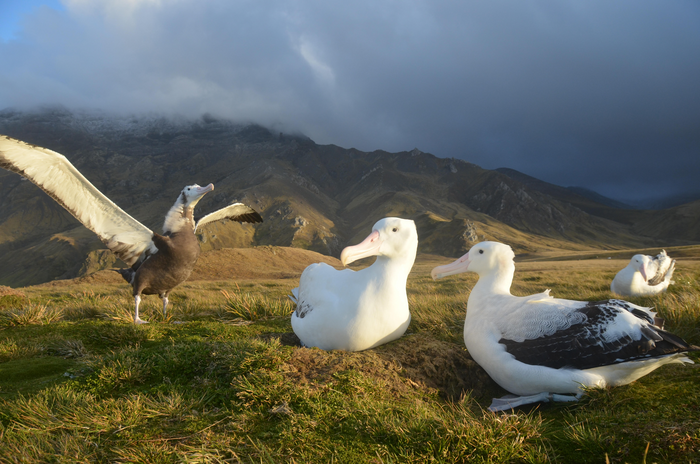 Albatross juvenile