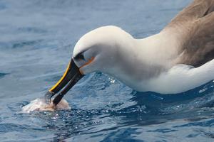 Atlantic Yellow-nosed Albatross