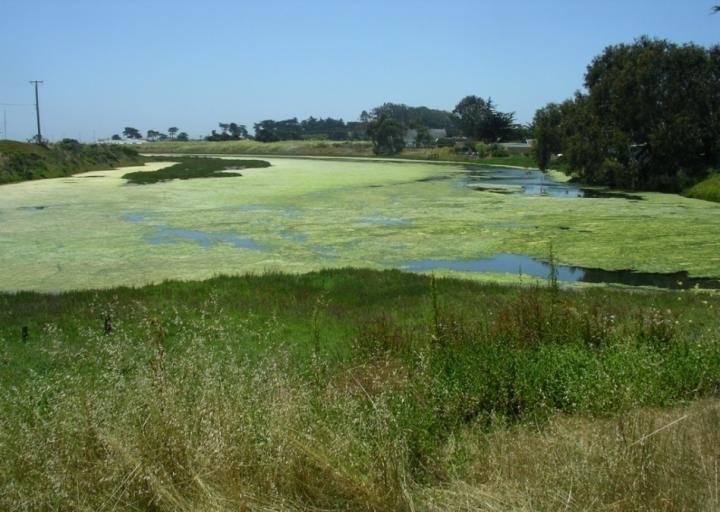 Elkhorn Slough Floating Algal Mat