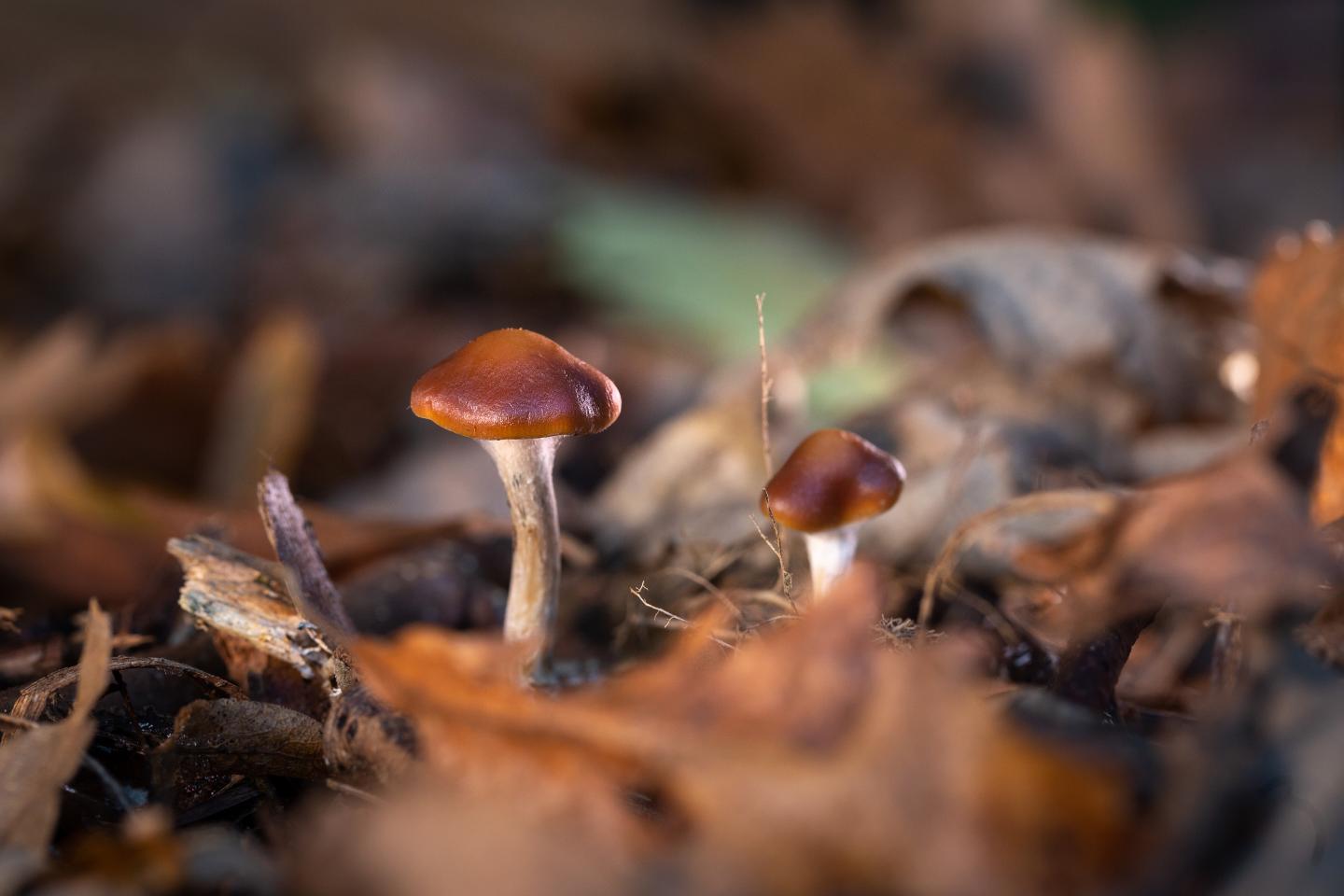 Magic mushroom compound performs at least as EurekAlert