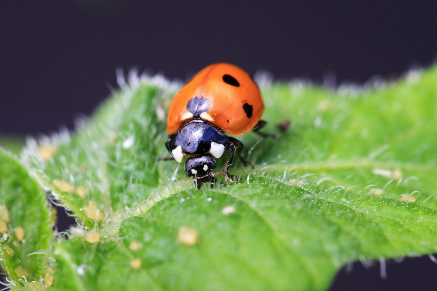 A Rich Variety of Pollinators and Pest-Controlling Species Benefits Crop Production (8 of 9)