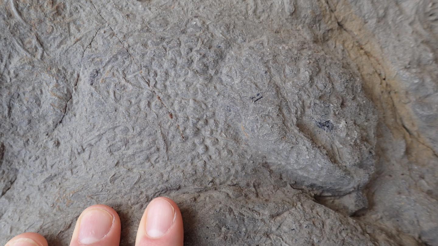 Iguanodontian Footprint