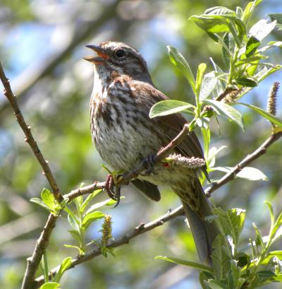 Fear Alone Keeps Sparrow Numbers in Check (11 of 15)