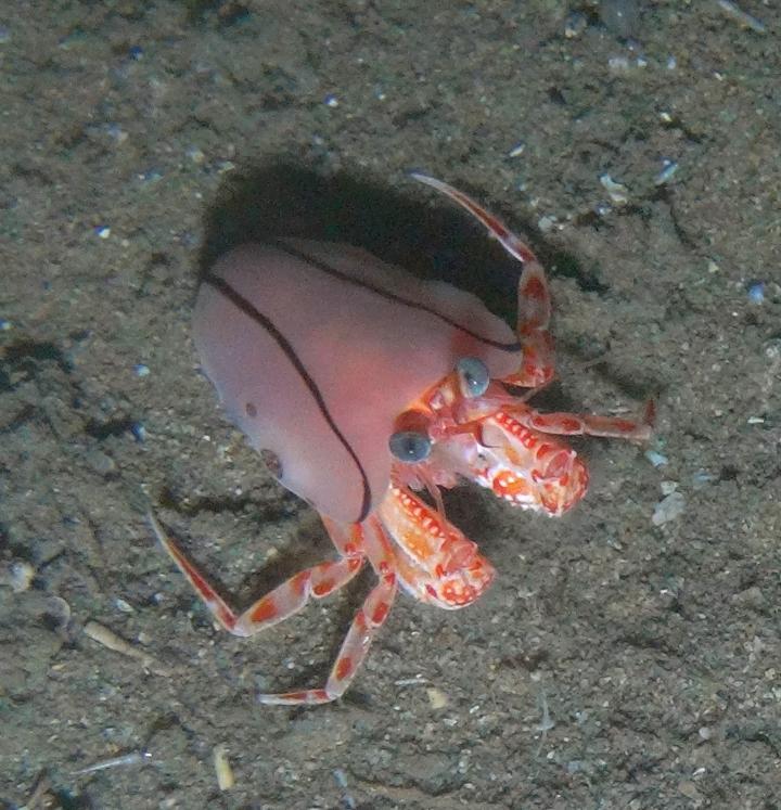 One of the Newly Described Blanket-Hermit Crabs