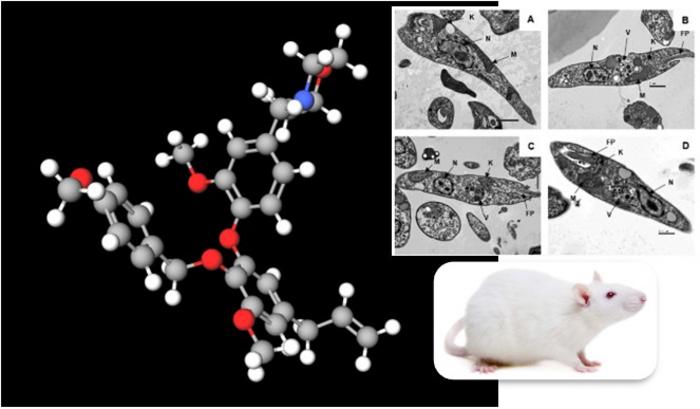 Compound derived from Brazilian plant exhibits action against parasite that causes visceral leishmaniasis