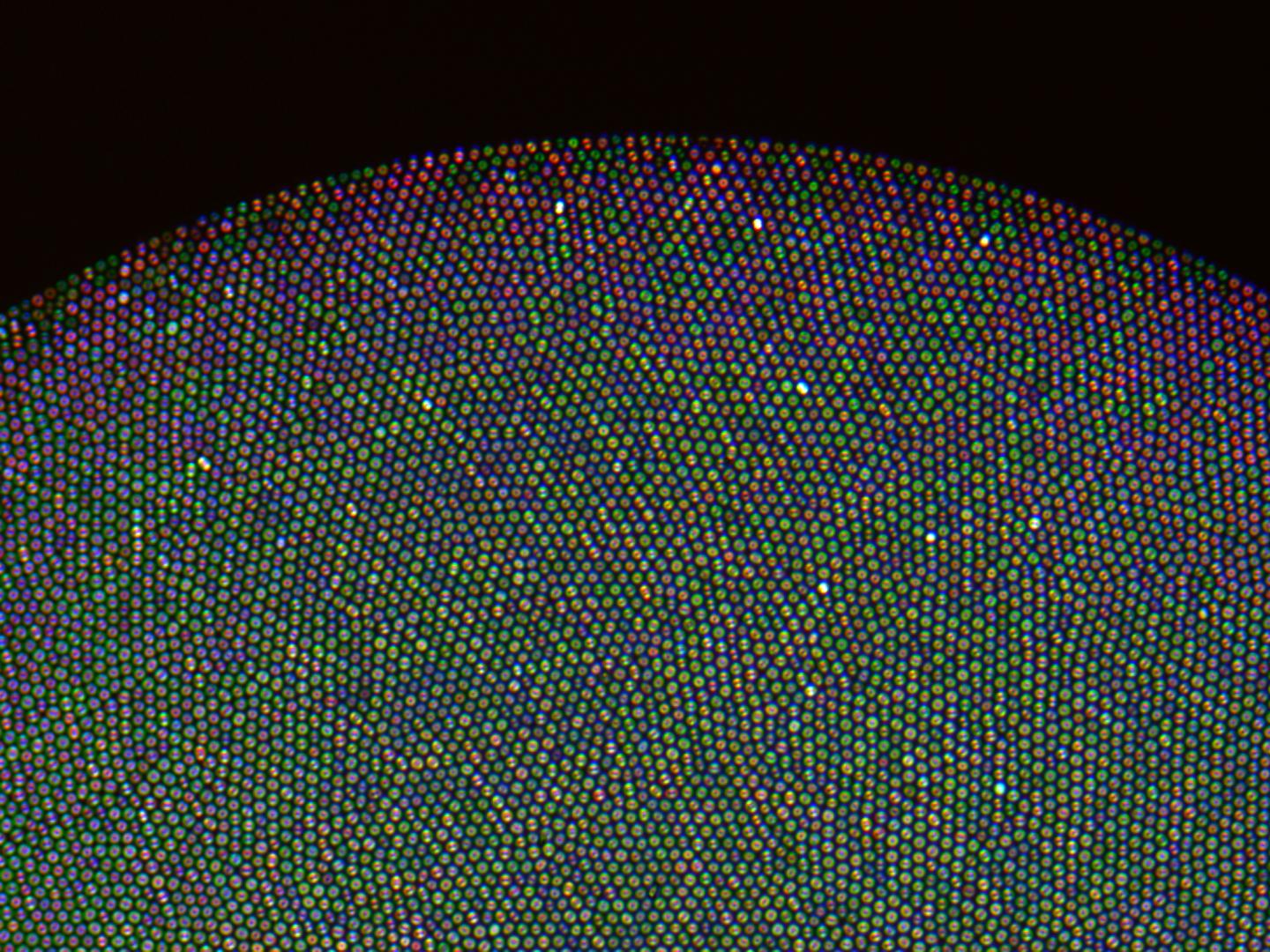 Optical Fiber Bundles: Ultraslim Light Field Imaging Probes (1 of 1)