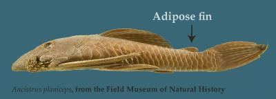 Diagram Showing the Location of the Adipose Fin