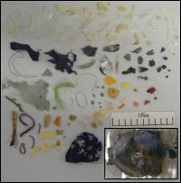 Plastic Found in Green Turtles