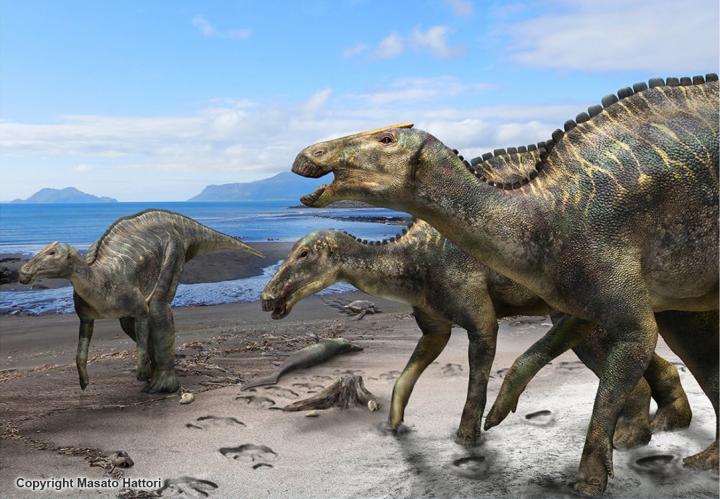 The New Dinosaur Species <i>Kamuysaurus japonicus</i>