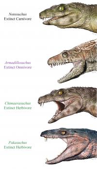 Crocodyliform Life Reconstructions