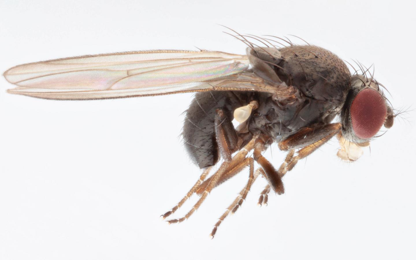 Drosophila Subobscura