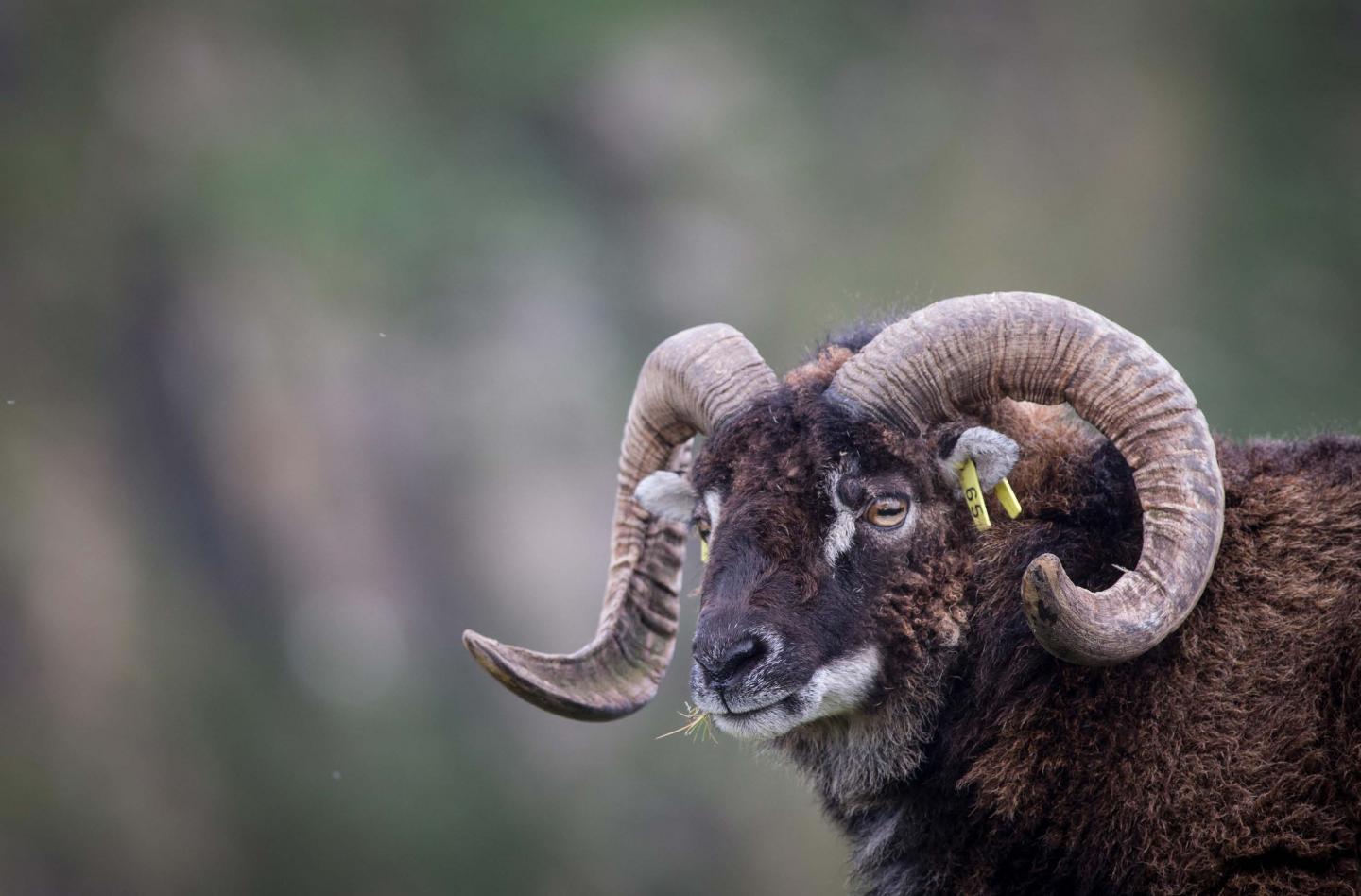 A Soay sheep