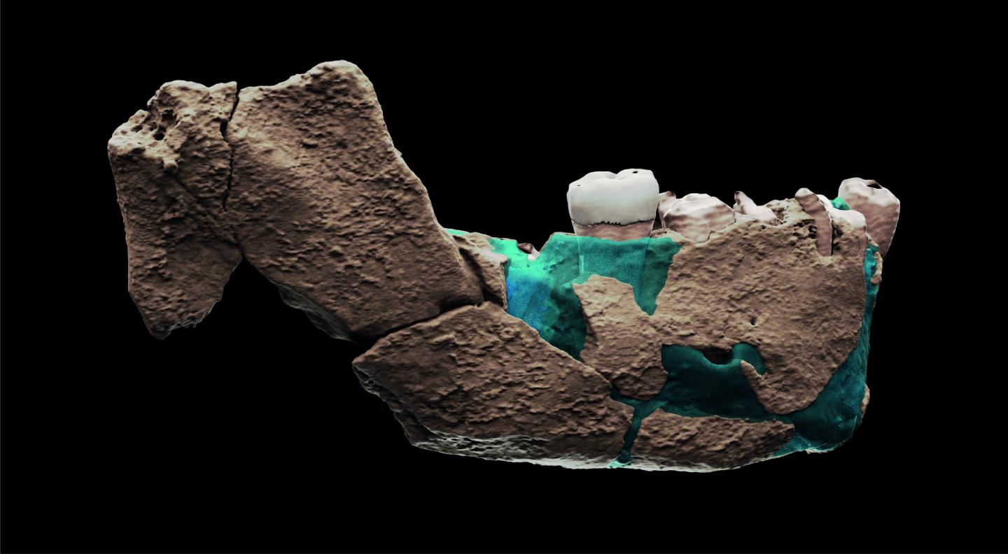 Virtual reconstruction of Nesher Ramla mandible and molar