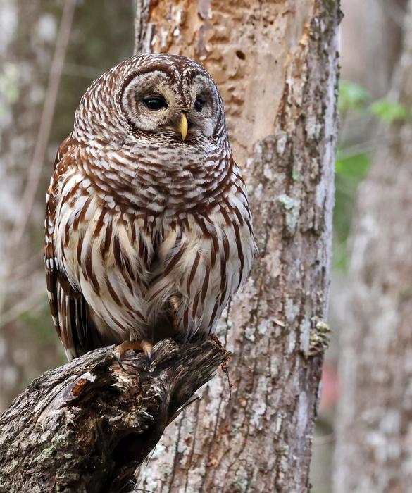 John Hartgerink - Barred Owl at Bluebonnet Swamp-IMG_7740