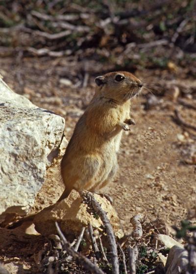 Fat Sand Rat