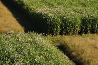 <i>Miscanthus</i> and Switchgrass Trials