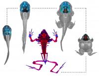 Rapid Transformation Turns Clinging Tadpoles into Digging Adult Frogs (2 of 2)
