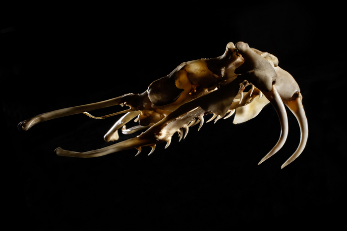 Viper skull