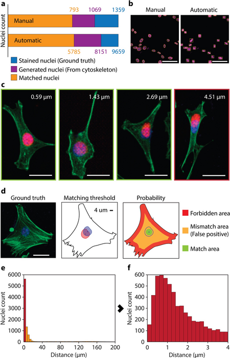 Positioning of nuclei generated from arrangements of actin filaments.