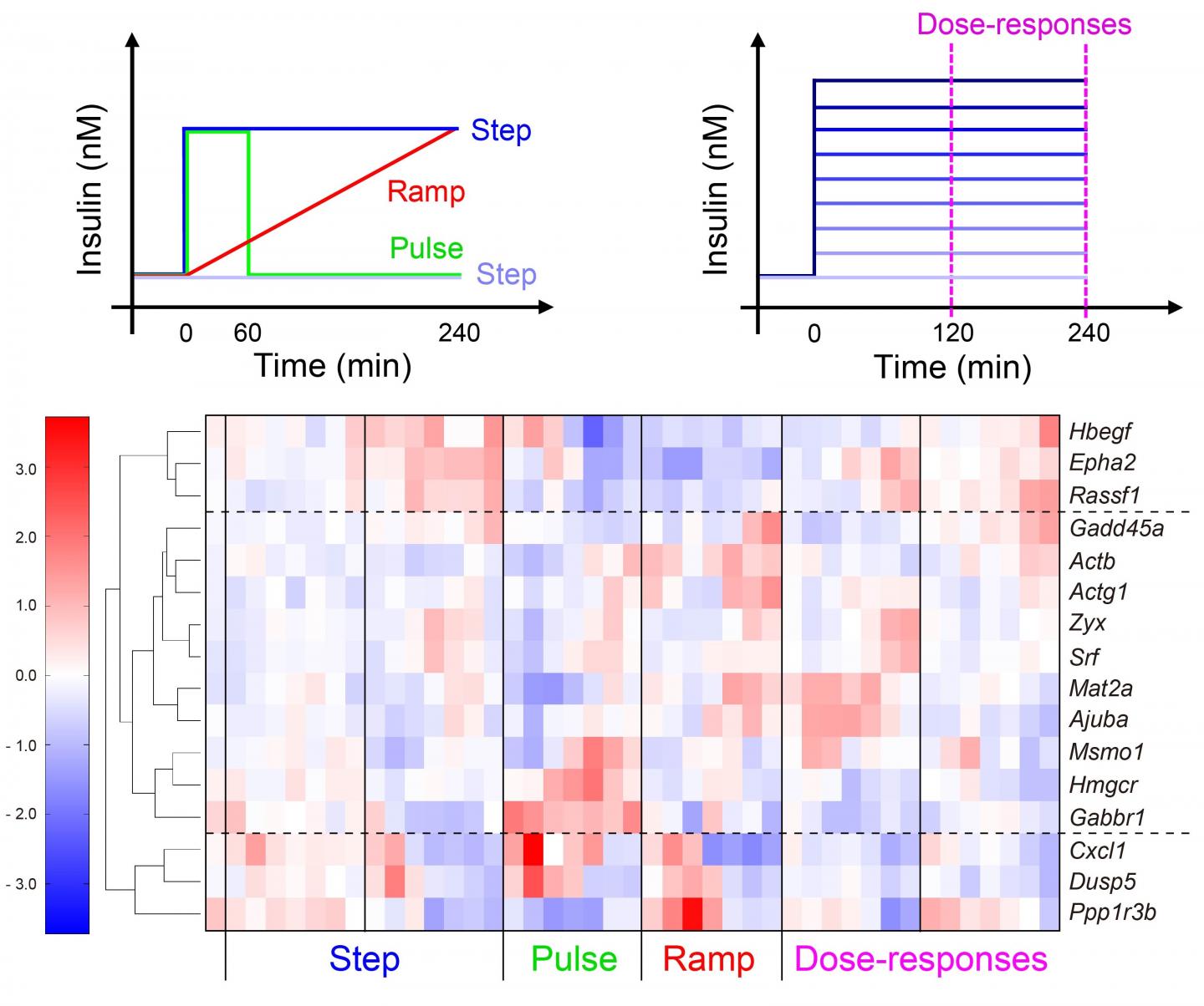 IRGs Respond Differently to Various Types of Insulin Stimulation and Levels of Insulin Concentration