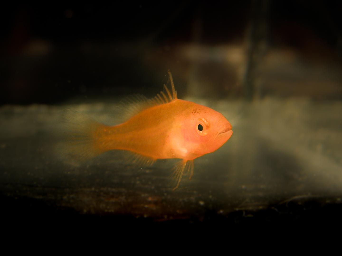 Baby Coral Trout by Colin Wen