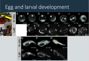 Image sequences of Nassau grouper egg and larval development