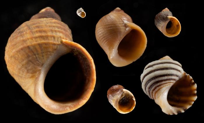 Marine snails 3