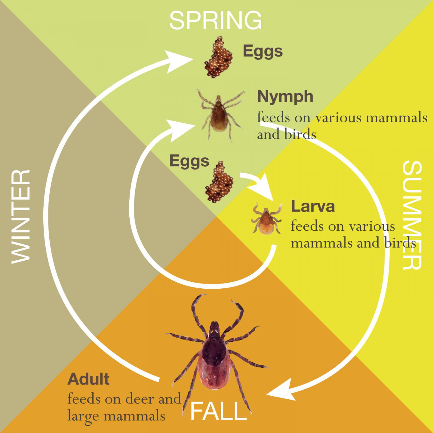 Blacklegged Tick Lifecycle