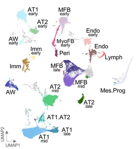 Mapping lung development after birth - 1