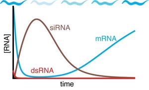 Effectiveness of RNA interference over time