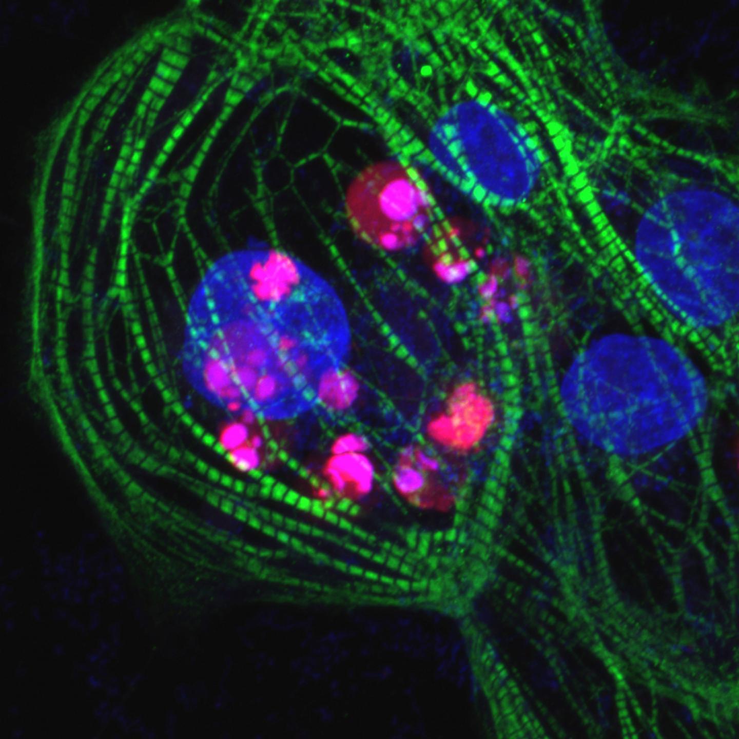 ген recql2. днк. мутации генома. влияние радиации на клетку. исследование генома человека.