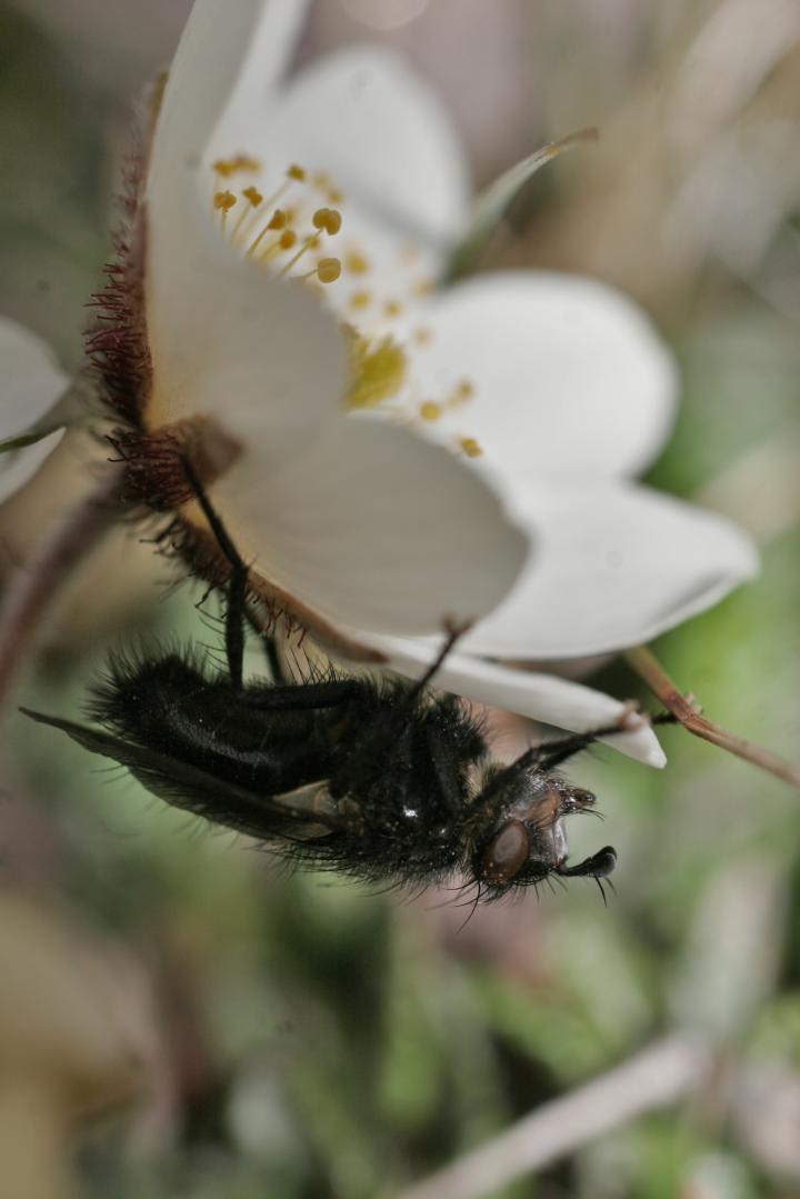 Parasitic Fly