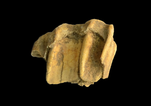 Picture of the horse specimen.