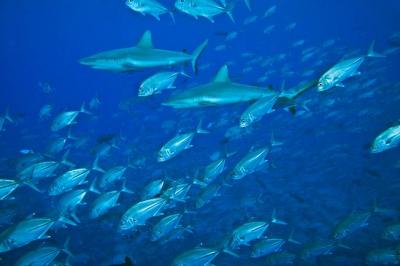 Reef Shark