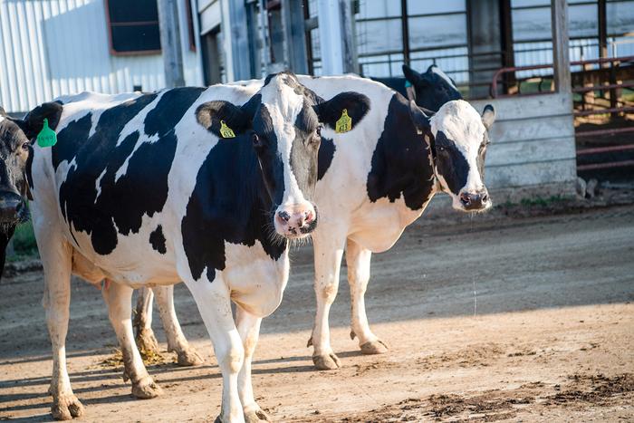 dairy cows outside a building